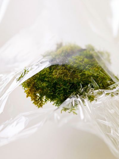 Moss in Plastic Wrap Photography Poster. poster