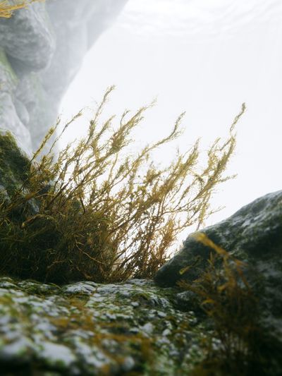 Misty Coastal Rocks Photography Poster.