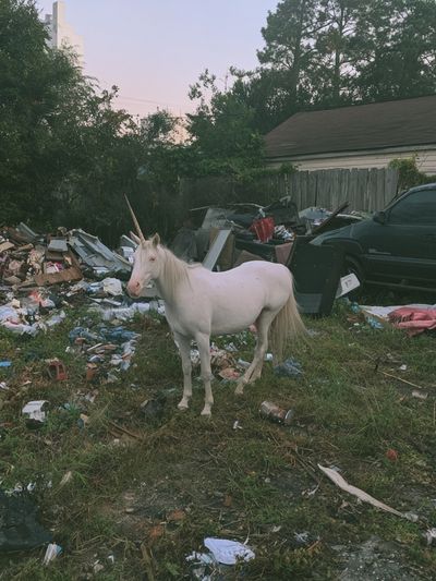 White Unicorn in Junkyard Photography Poster.