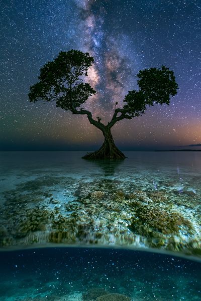 Milky Way Mangrove Nightscape Poster. poster
