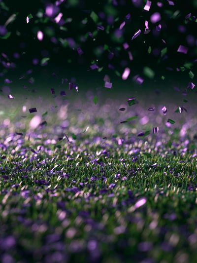Purple Confetti Field Photography Poster.
