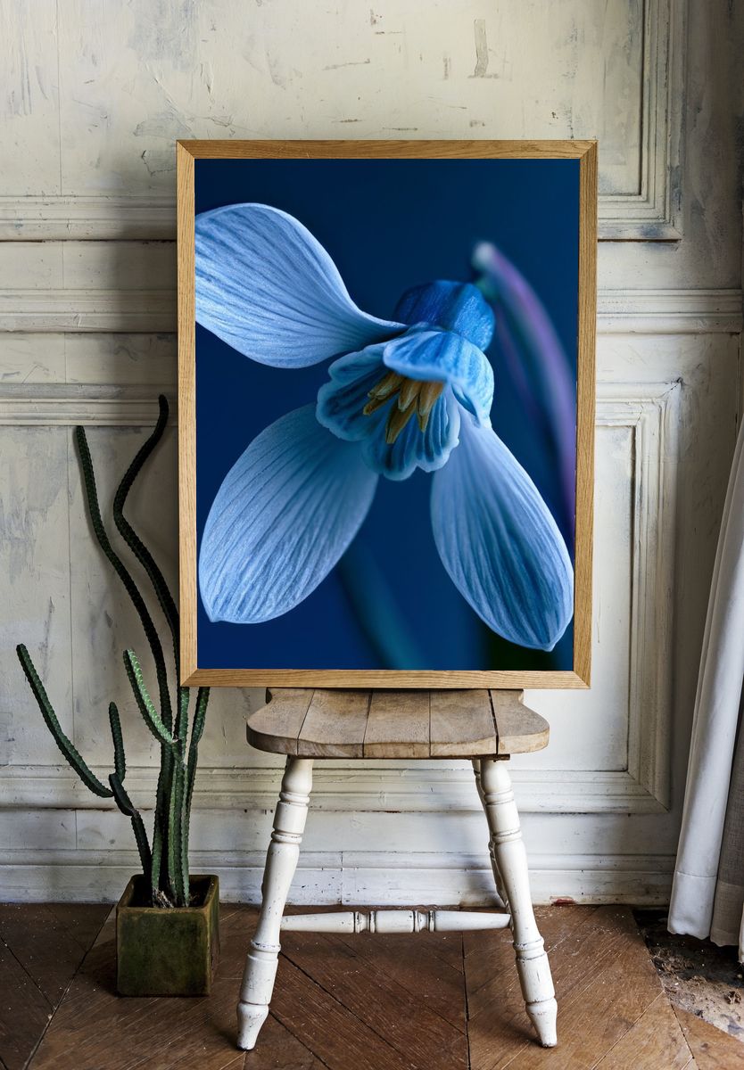 Blue Blossom Macro Photography Poster. room preview