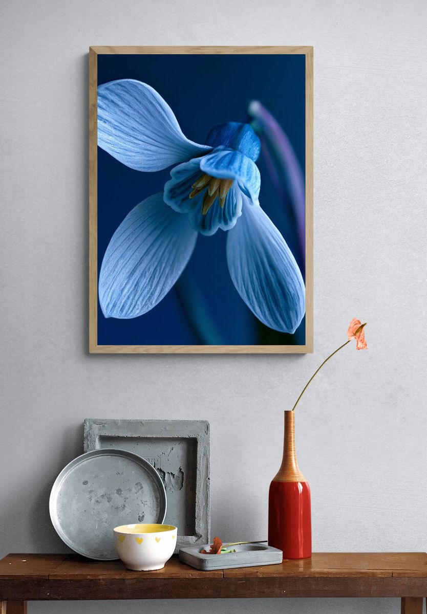 Blue Blossom Macro Photography Poster. — room view 3