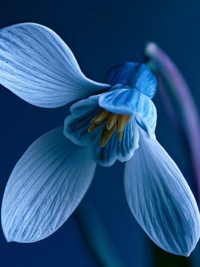 Blue Blossom Macro Photography Poster.