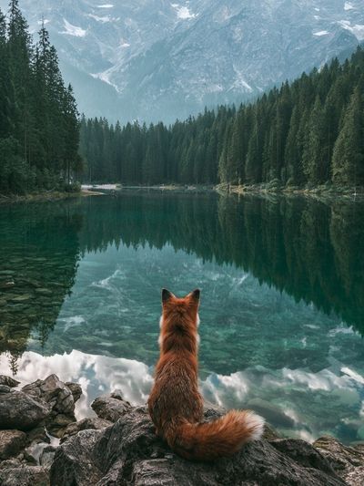 Fox by Alpine Lake Poster. poster