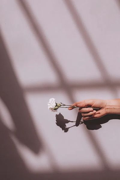 Woman holding white carnation pink.