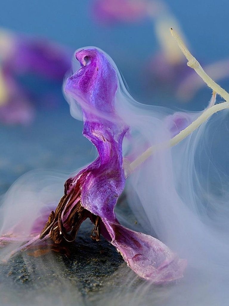 Purple Flower Smoke Photography Poster. poster — photography art