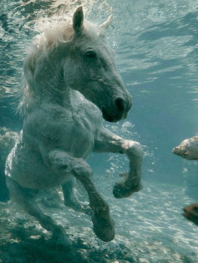 White Horse Underwater Photography Poster.