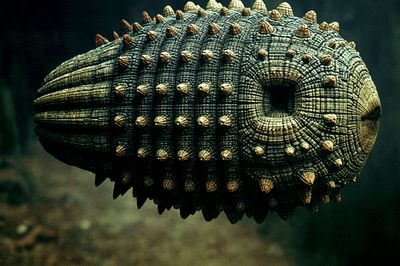 Armored Sea Creature Photography Poster.