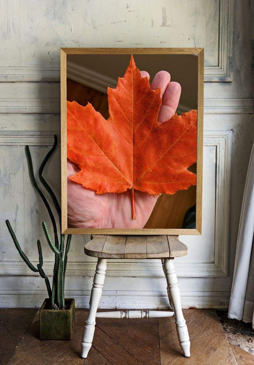 Autumn Maple Leaf Photography Poster. room preview