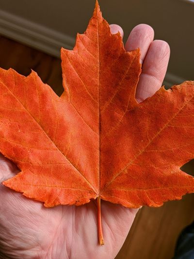 Autumn Maple Leaf Photography Poster.