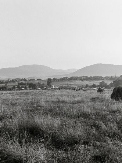 Misty Grassland Landscape Print.