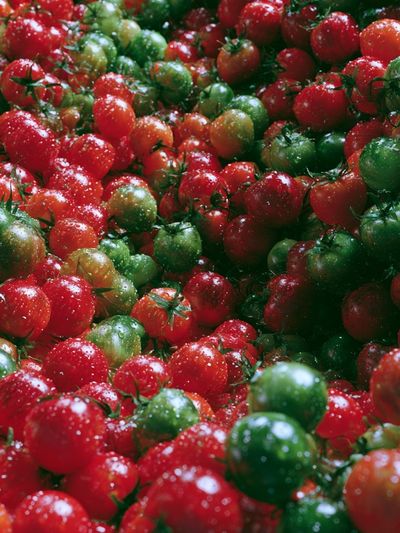 Tomato Harvest Photography Poster.