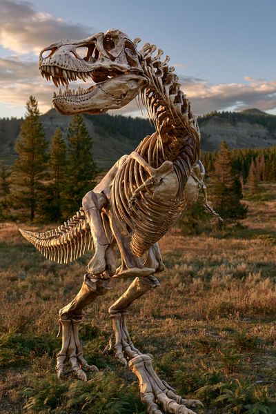 Tyrannosaurus Skeleton Landscape Poster.