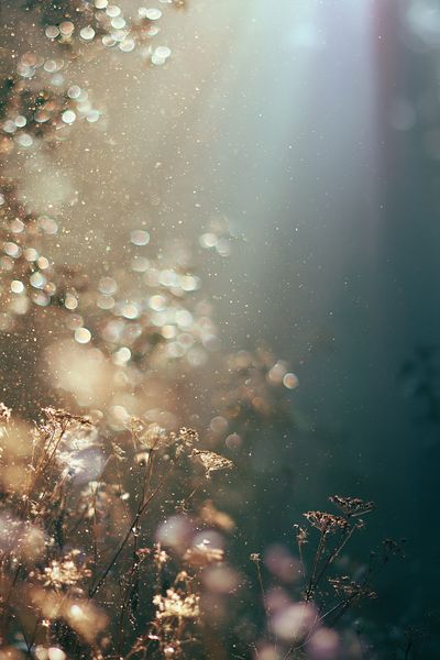 Sunlit Meadow Bokeh Photography Poster.