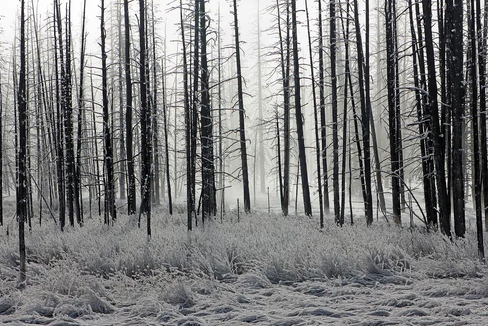 Misty Winter Forest Photography Poster. poster detail