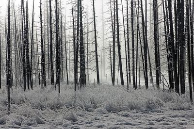 Misty Winter Forest Photography Poster. poster print