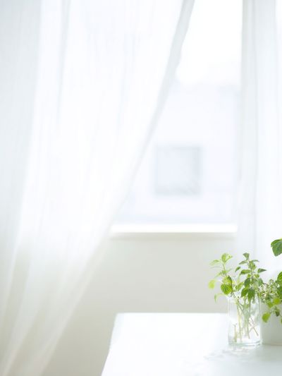 Sunlit Window Herbs Photography Print. poster print