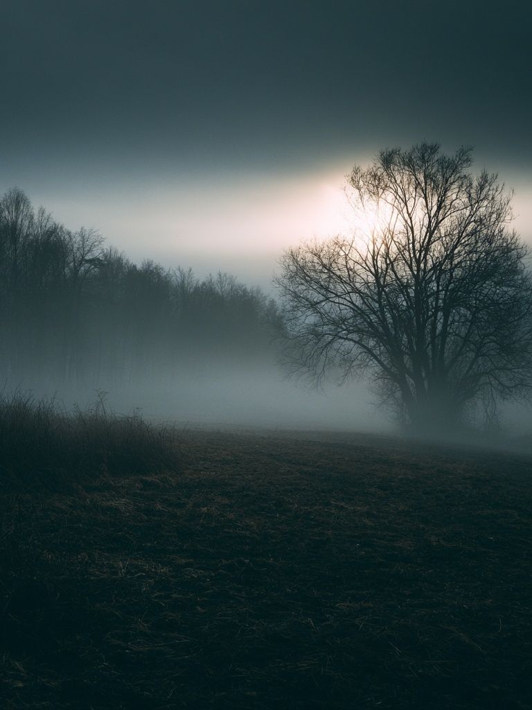 Misty Tree at Dawn Photography Poster. poster — photography art