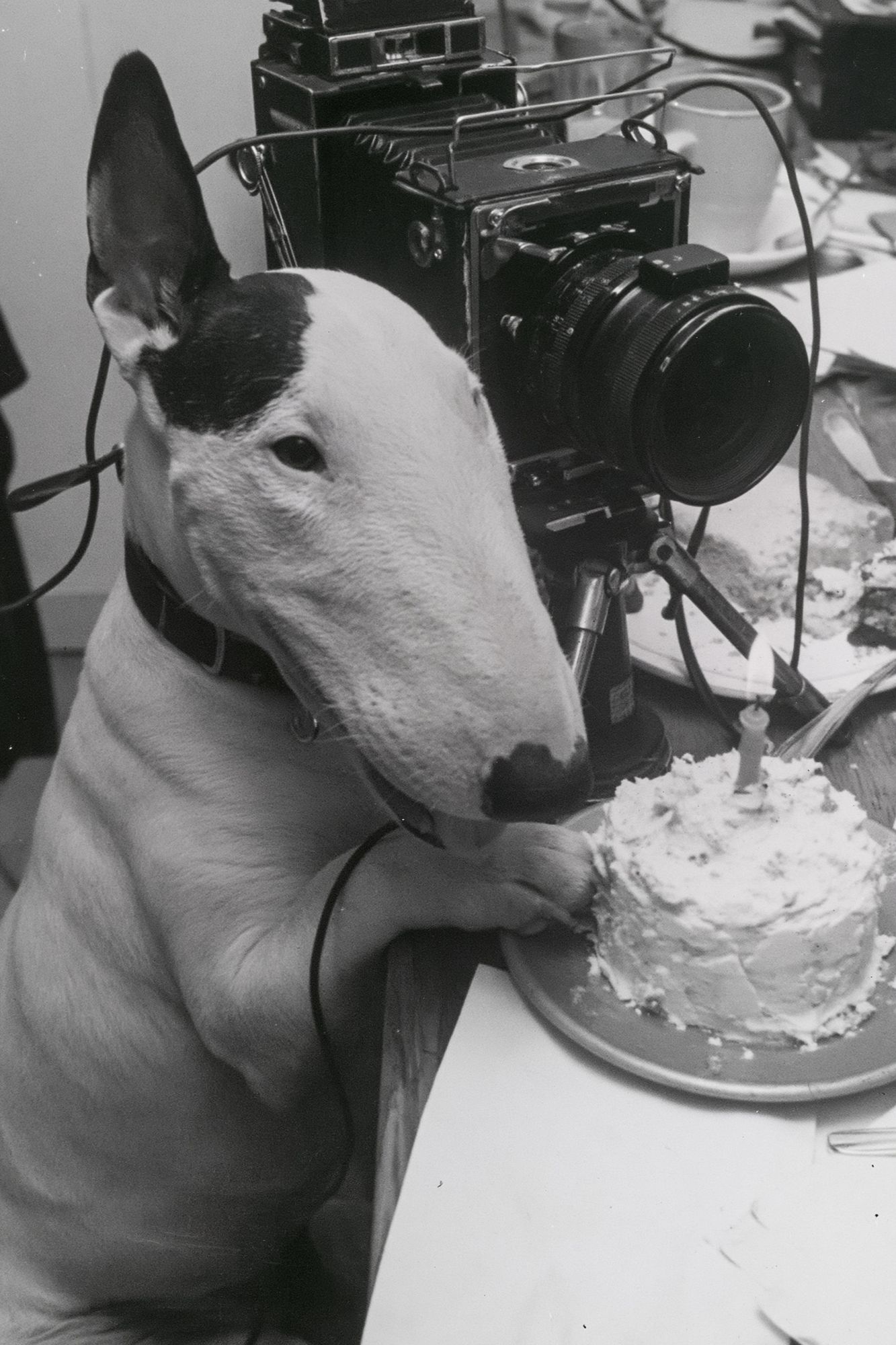 Bull Terrier Birthday Camera Poster. poster — photography art