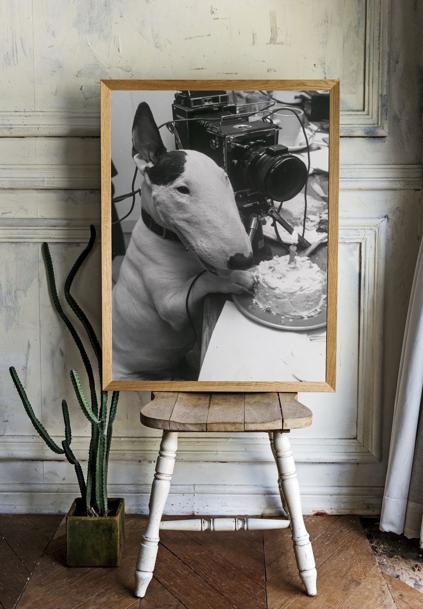 Bull Terrier Birthday Camera Poster. room preview