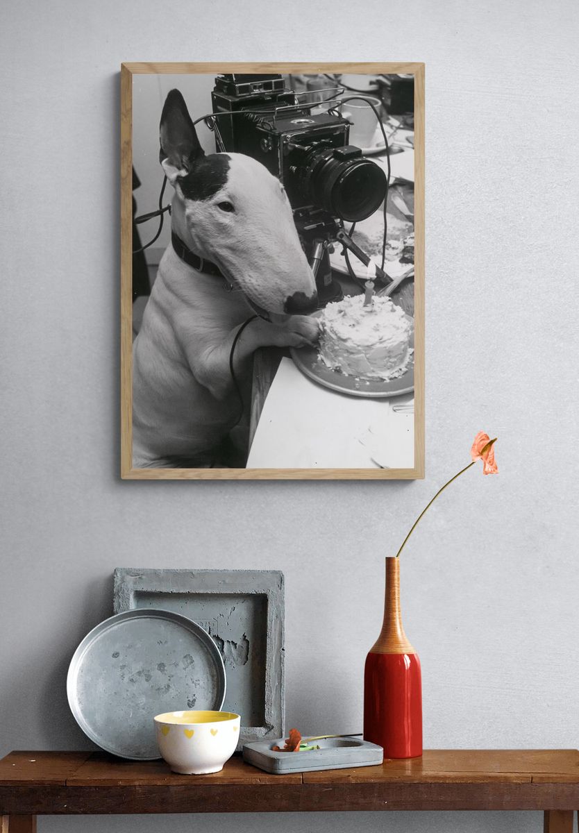Bull Terrier Birthday Camera Poster. — room view 3