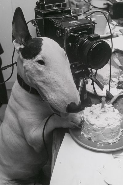 Bull Terrier Birthday Camera Poster.