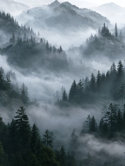 Misty Pine Mountains Photography Poster.
