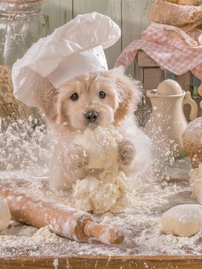 Baker Puppy Photography Poster. poster