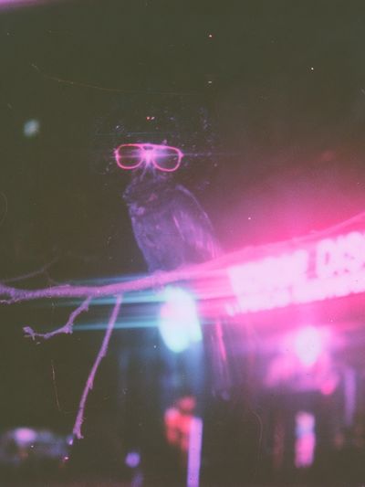 Neon Owl Portrait Poster.