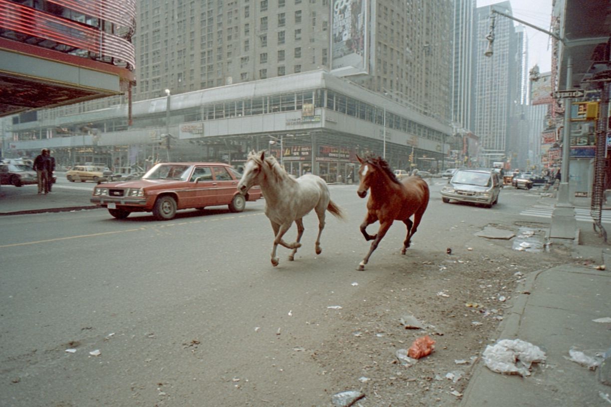 Urban Horses Street Photography Poster. poster detail