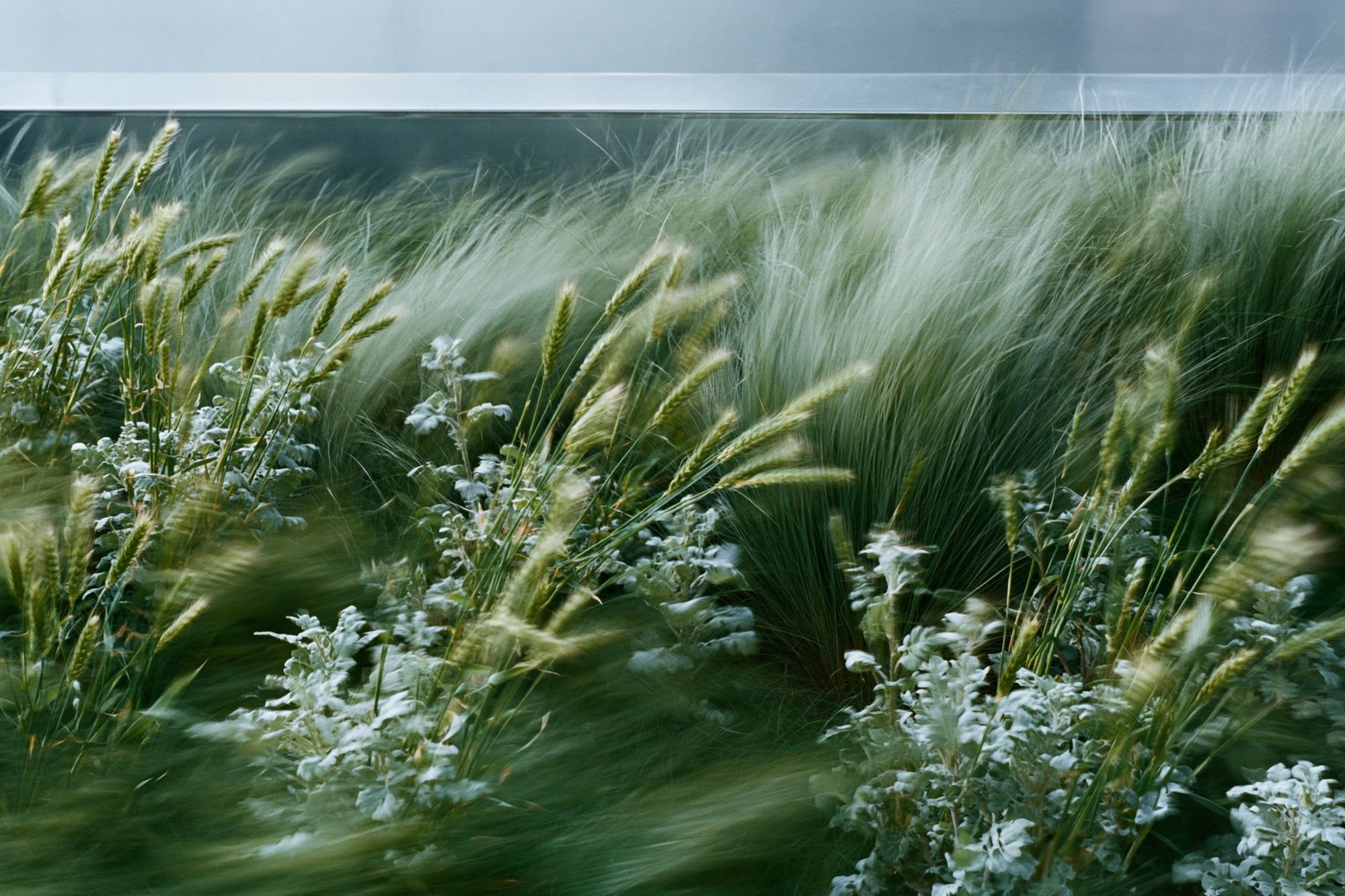 Windblown Meadow Photography Poster. poster — photography art