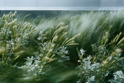 Windblown Meadow Photography Poster.
