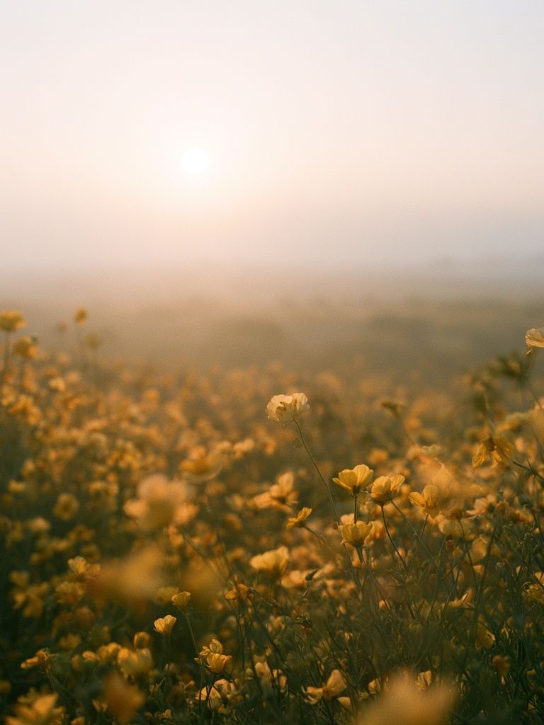 Misty Wildflower Meadow Photography Poster. poster — photography art
