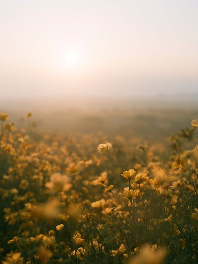 Misty Wildflower Meadow Photography Poster.