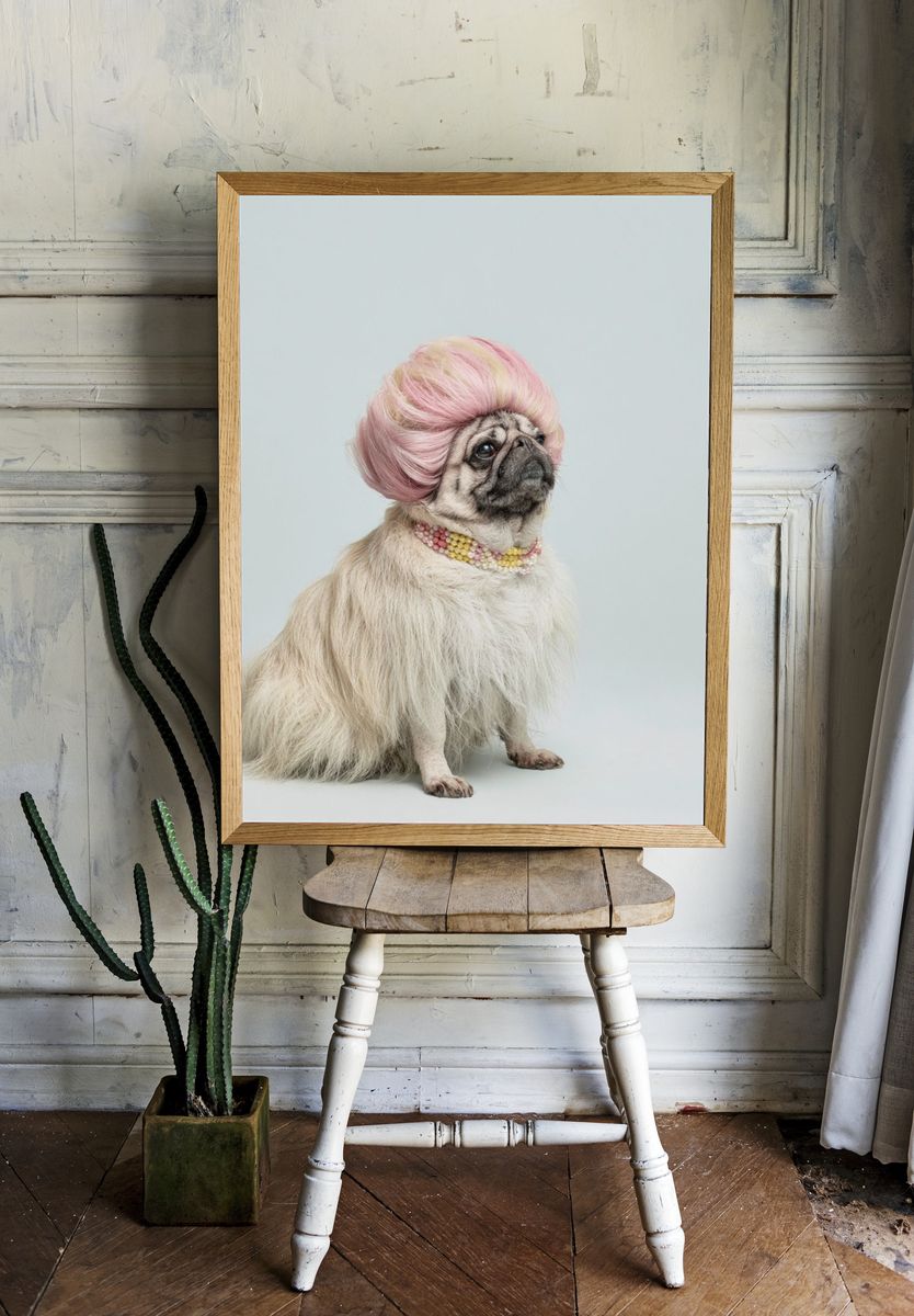 Pug in Pink Wig Photography Poster. — room view 1