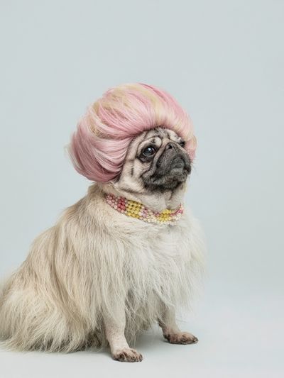 Pug in Pink Wig Photography Poster.