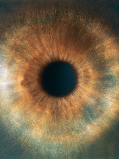 Iris Macro Photography Poster.