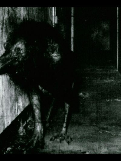 Creepy Bird in Corridor Photography Poster.