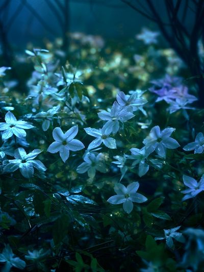 Moonlit Wildflowers Photography Poster. poster