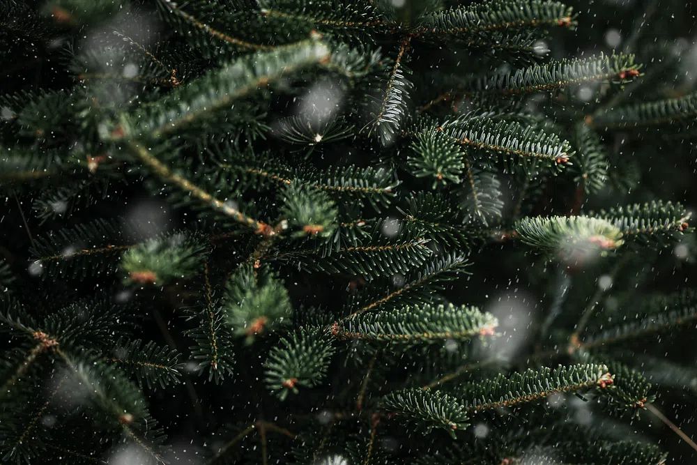 Closeup Christmas tree, green pine. poster — photography art