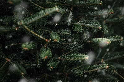 Closeup Christmas tree, green pine. poster