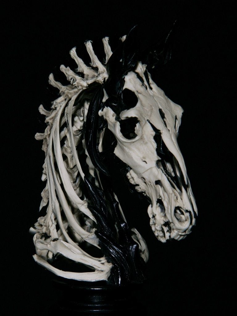 Skeleton Horse Head Photography Poster. poster — photography art