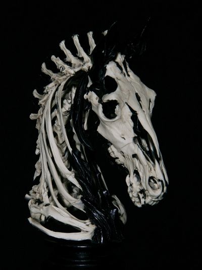 Skeleton Horse Head Photography Poster.