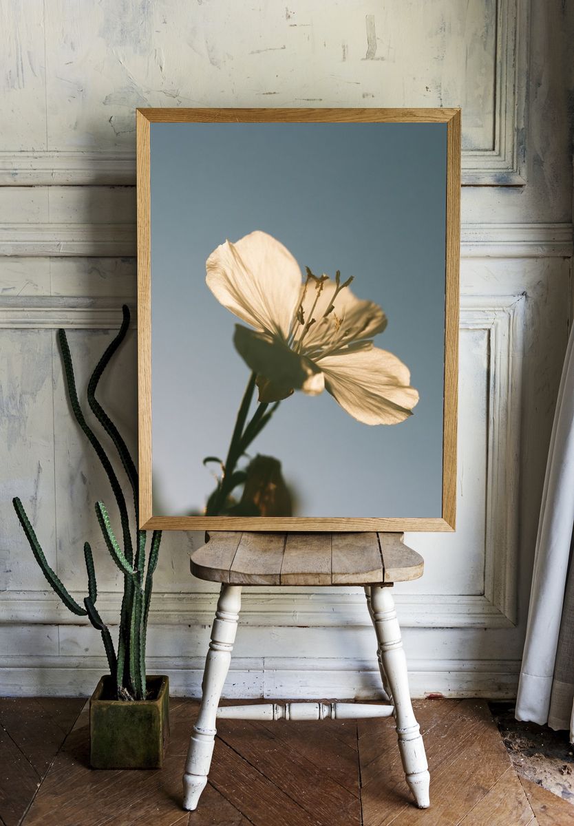 Soft White Blossom Photography Poster. room preview