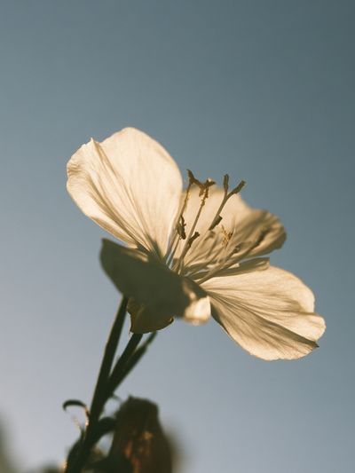 Soft White Blossom Photography Poster.