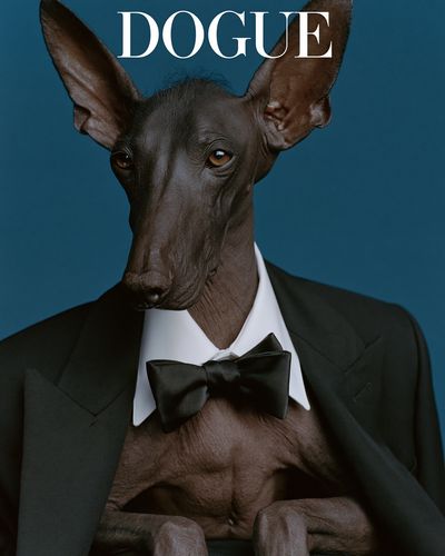 Dogue Sphynx Dog Photography Poster. poster print