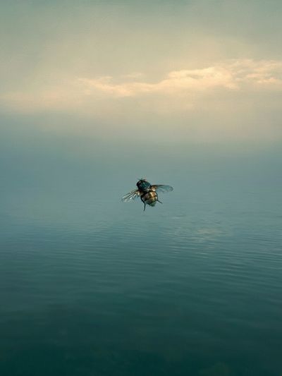 Fly Over Calm Waters Photography Poster. poster