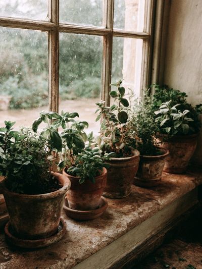 Potted Herbs by Window Photography Poster.