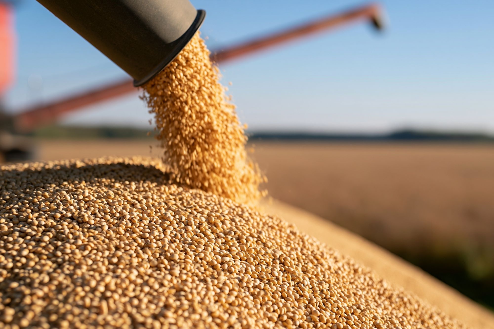 Harvest Grain Pour Photography Poster. poster — photography art